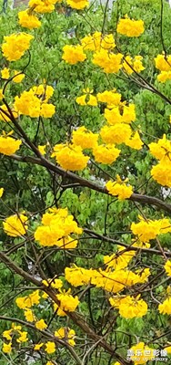 黄花风铃木