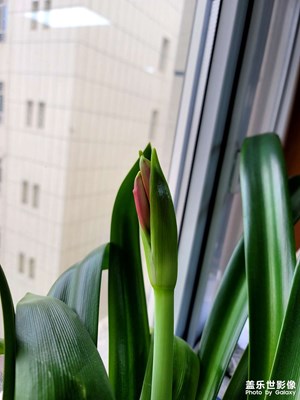 今日照片   朱顶红要开花了