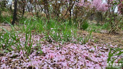 【热爱生活】花落知多少