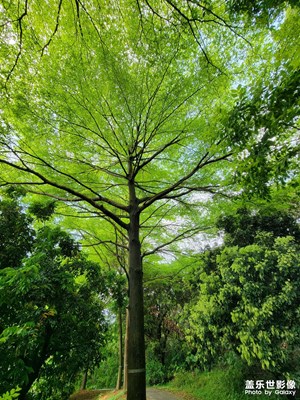 阳春三月
