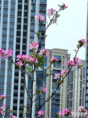 简洁更芬芳