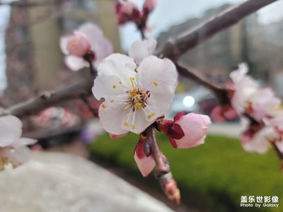 青岛的春天来了