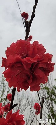春暖花开
