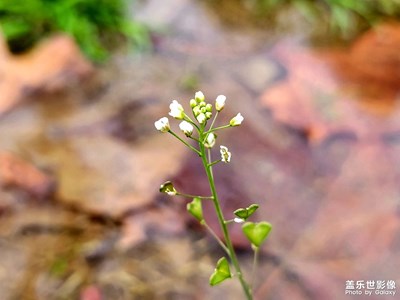 花园的花朵香