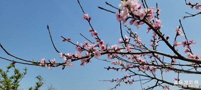 桃花三两只