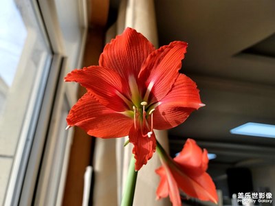 今日照片  朱顶红开花了