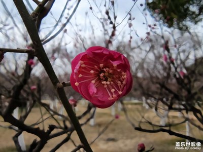 【人间四月】+春日的花朵