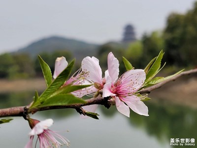 【人间四月】桃花盛开