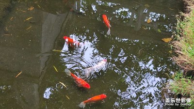 每日照片分享