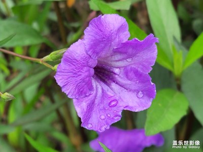 东莞回忆:做核酸拍花花