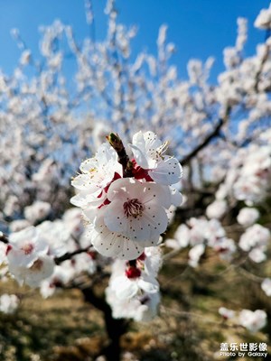 春意盎然，花枝招展