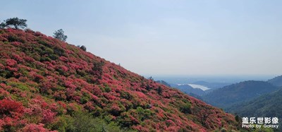 云雾山杜鹃花海 