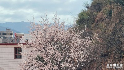 【春日幸事】+满城春色