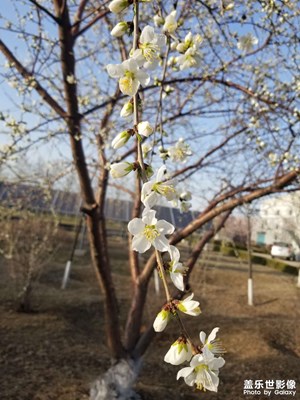 【春日幸事】+花花果果
