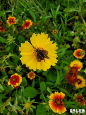 【春日幸事】+赏花