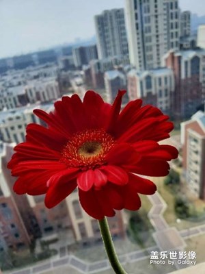 春日红花