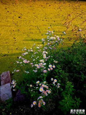 黄四郎家花满蹊