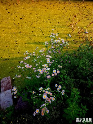 黄四郎家花满蹊