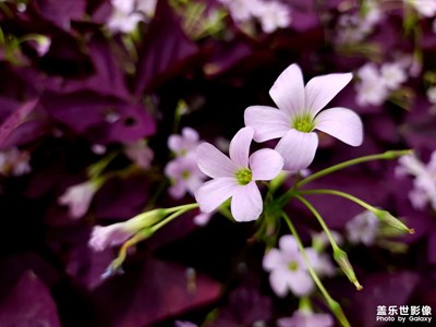 【春日幸事】紫叶酢浆草