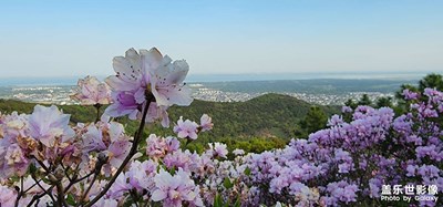 杜鹃花