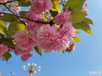 【春日幸事】+樱花