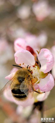 蜂与花