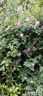繁花似锦