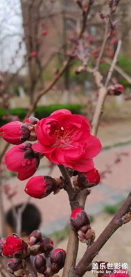 不知道名称的花