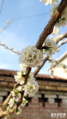 【日常随拍】+春天的花
