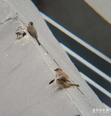 S20 Ultra 麻雀