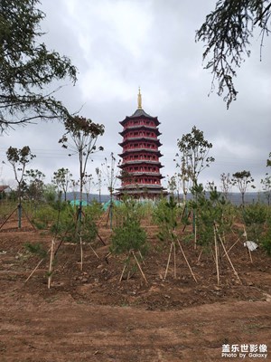 唐塔全貌