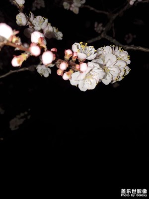 【夜城春】+夜色观花