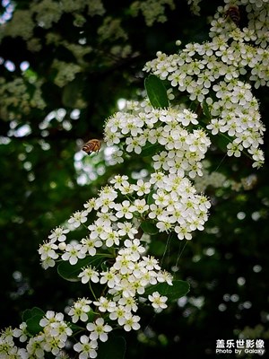 【四月物语】+花烂漫