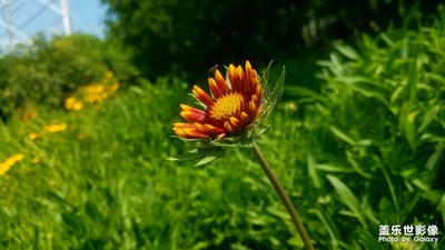 【四月物语】+公园野花