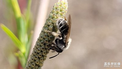 【四月物语】+小蜜蜂
