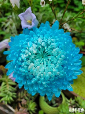 蓝菊花