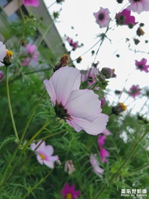 花开时分