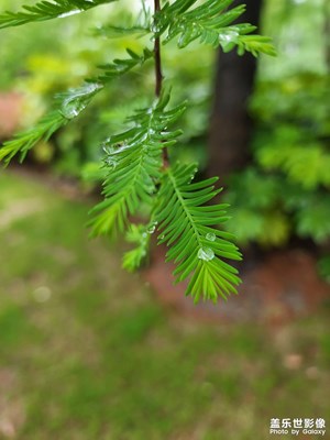 清新夏雨后