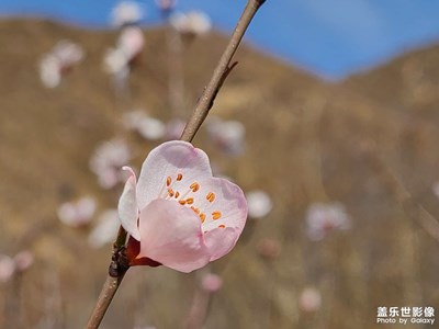 桃花开