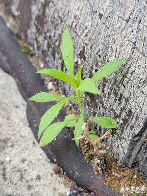 天台野草