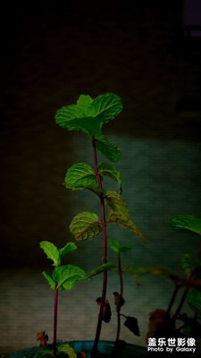 每日照片分享