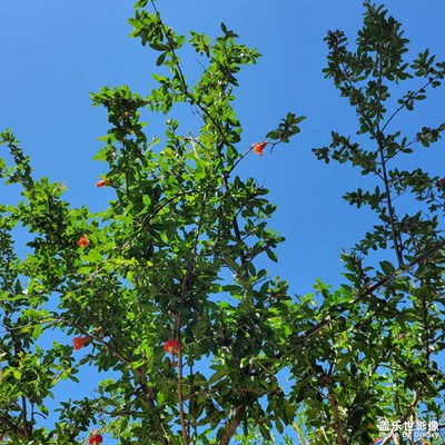 立夏