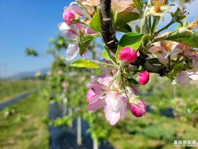 苹果花