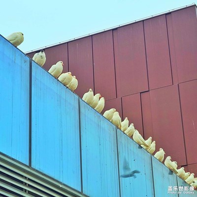 鸽子与建筑
