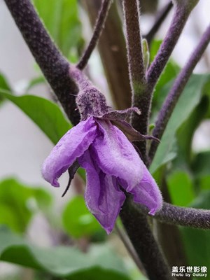 来几张家门口的花花草草