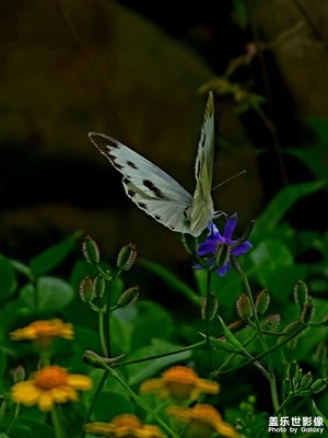 汀溪山涧的野花
