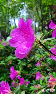 夏初的花园2