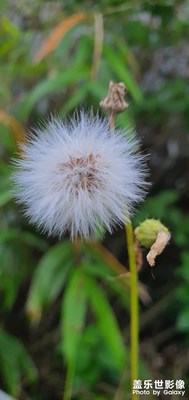 宝刀未老，19年白色恋人的机皇依旧能打！