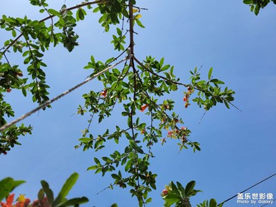 石榴花开