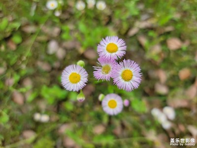 【生活的地方】路边小花一年蓬